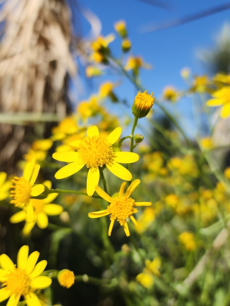 Lemmon's Ragwort photo 8