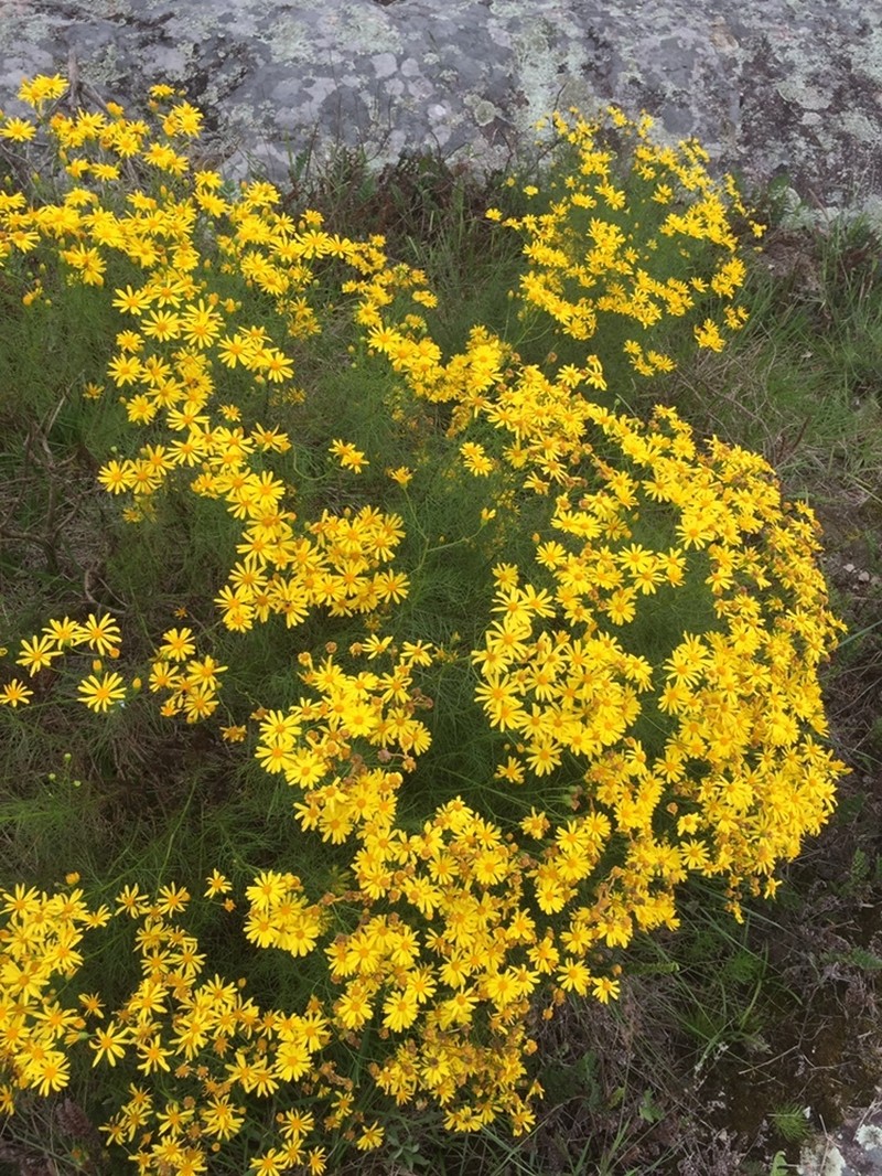 Senecio leptolobus