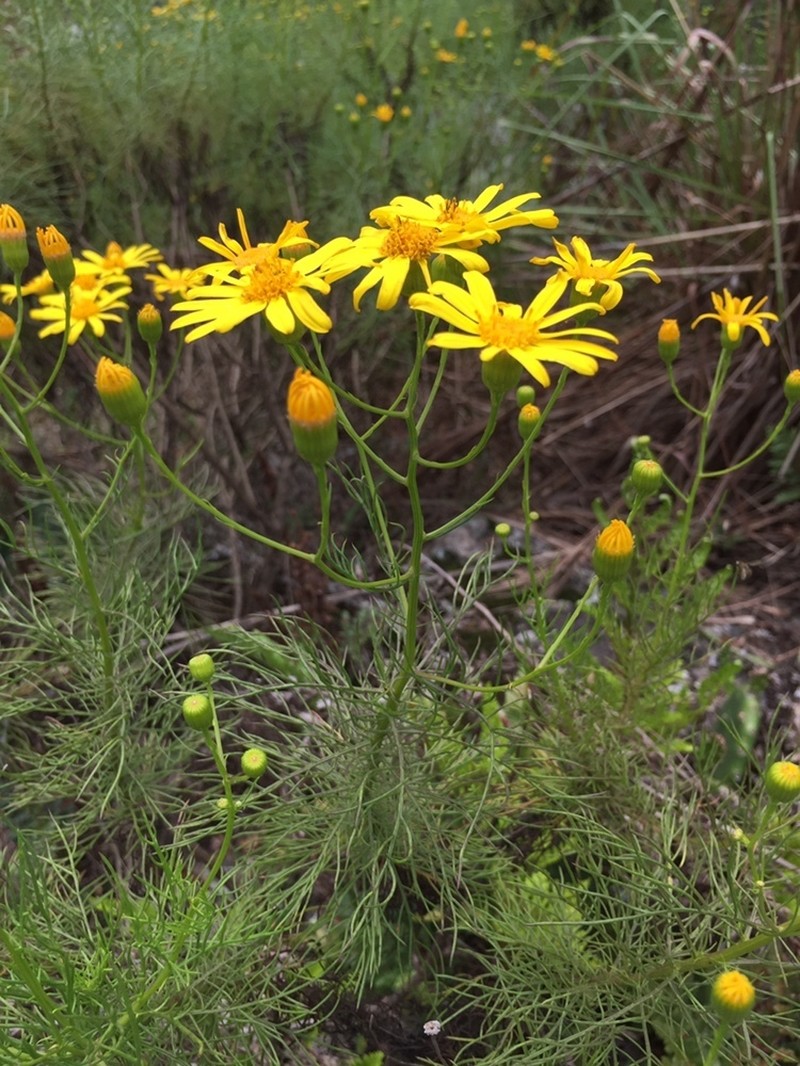Senecio leptolobus photo 2