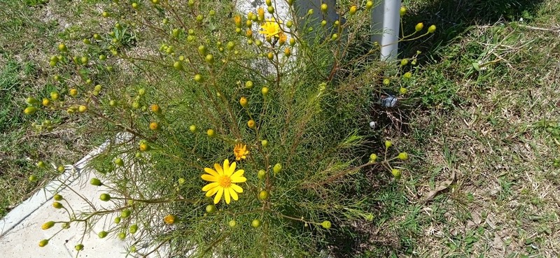 Senecio leptolobus photo 3