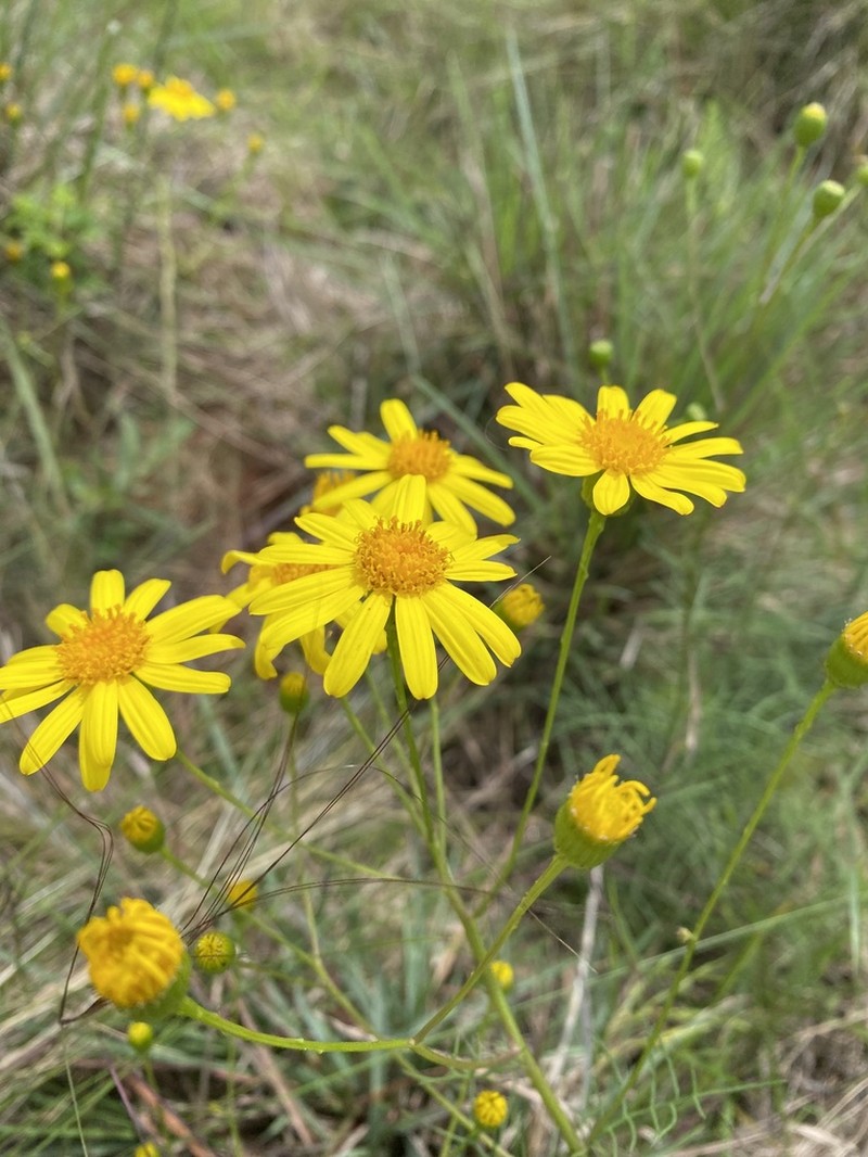 Senecio leptolobus photo 4