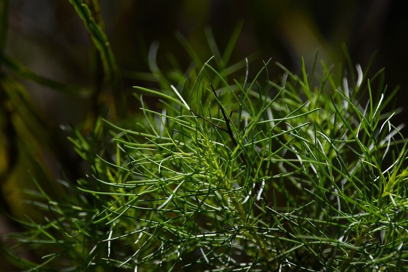 Senecio leptolobus photo 5