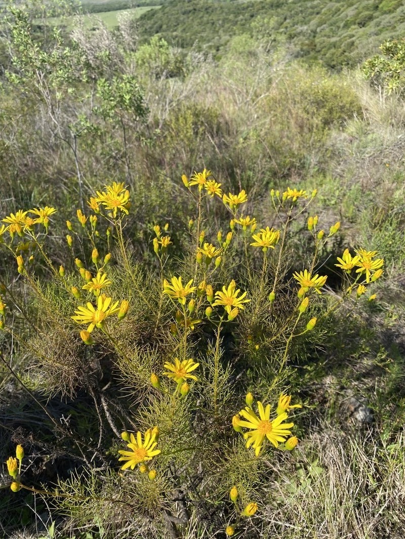Senecio leptolobus photo 6
