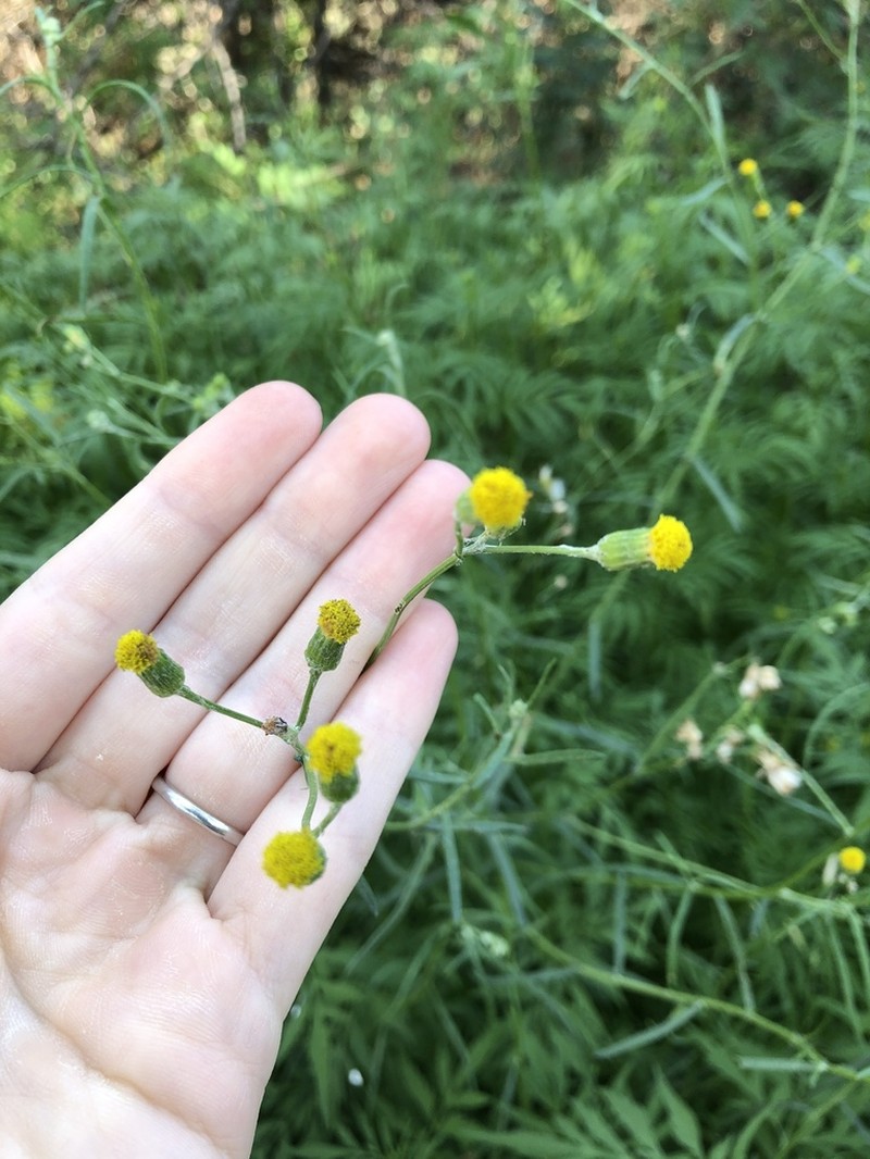 Senecio leptophyllus photo 2