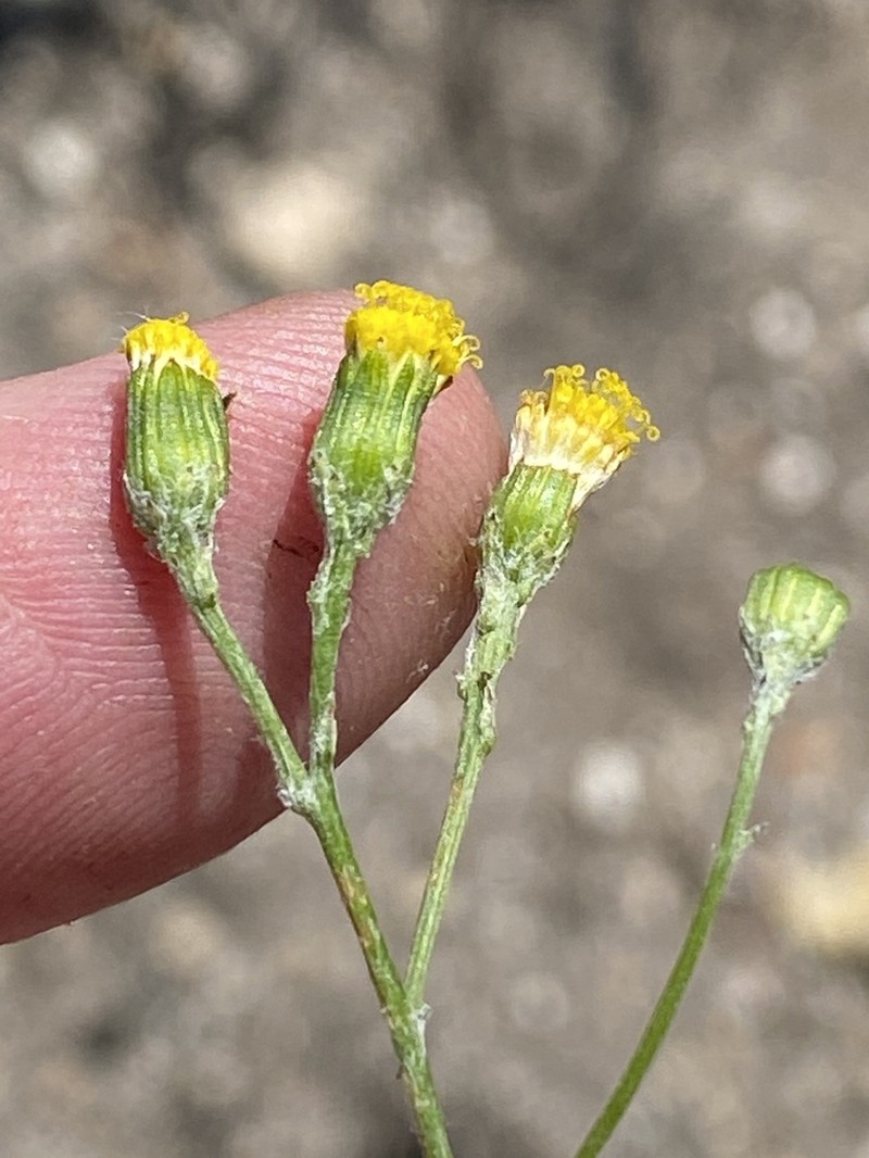 Senecio leptophyllus photo 3