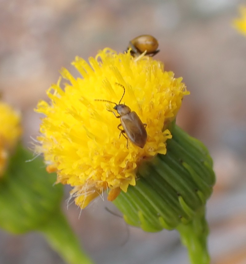 Senecio leptophyllus photo 4
