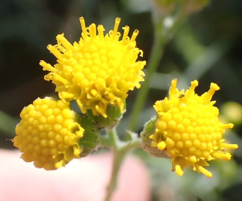 Senecio leptophyllus photo 5