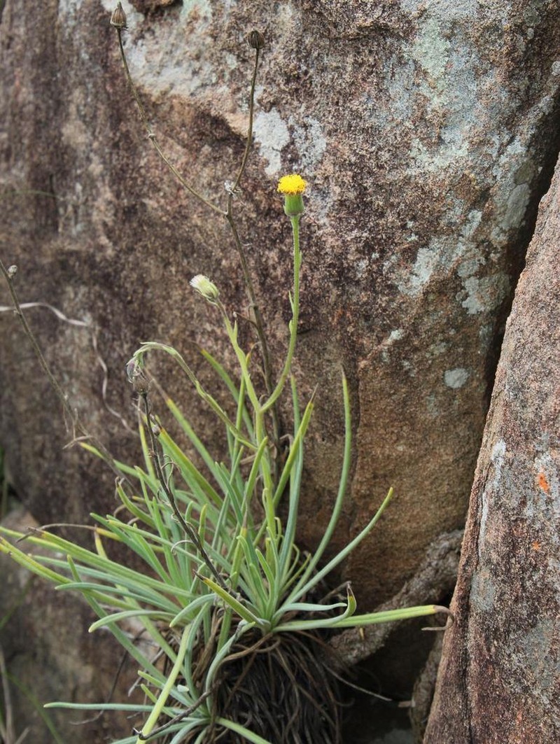 Senecio leptophyllus photo 6