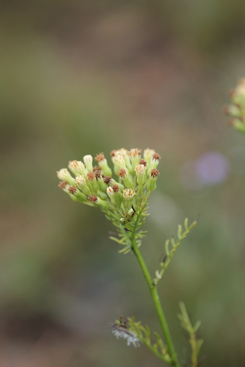 Senecio leptoschizus