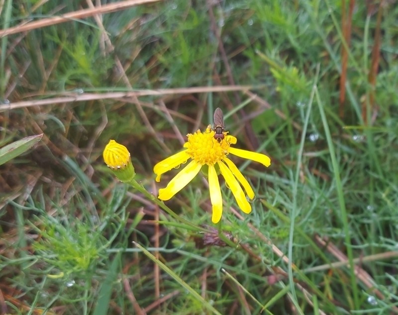 Senecio leptoschizus photo 2
