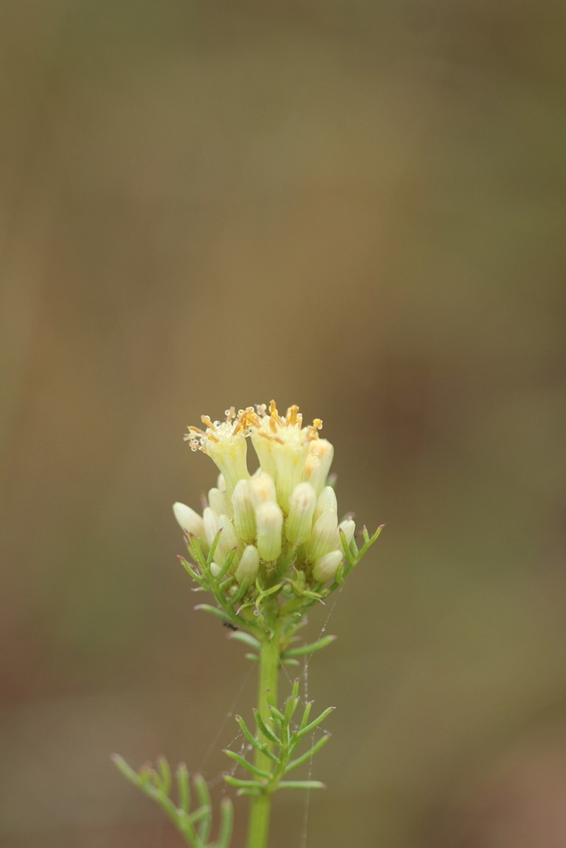Senecio leptoschizus photo 3