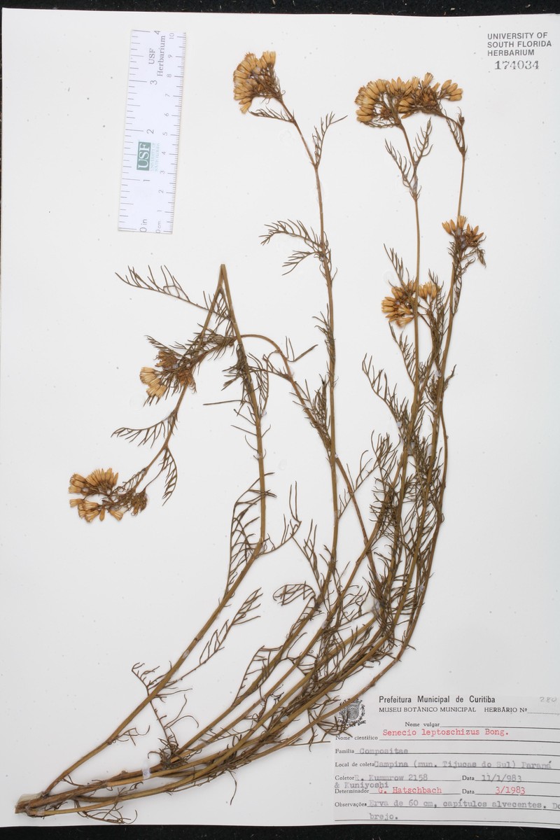 Senecio leptoschizus photo 5