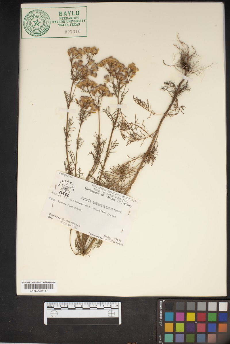 Senecio leptoschizus photo 6