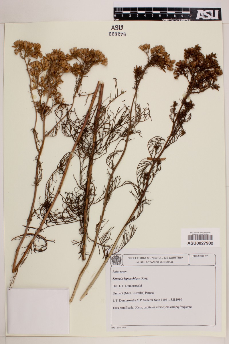 Senecio leptoschizus photo 7