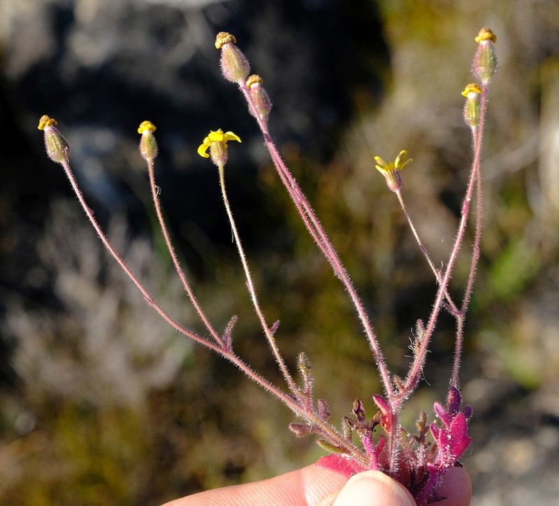 Senecio lessingii