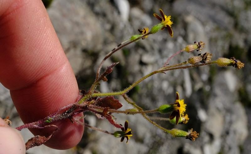 Senecio lessingii photo 2