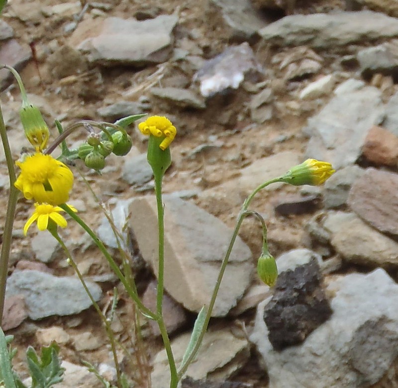 Senecio lessingii photo 4
