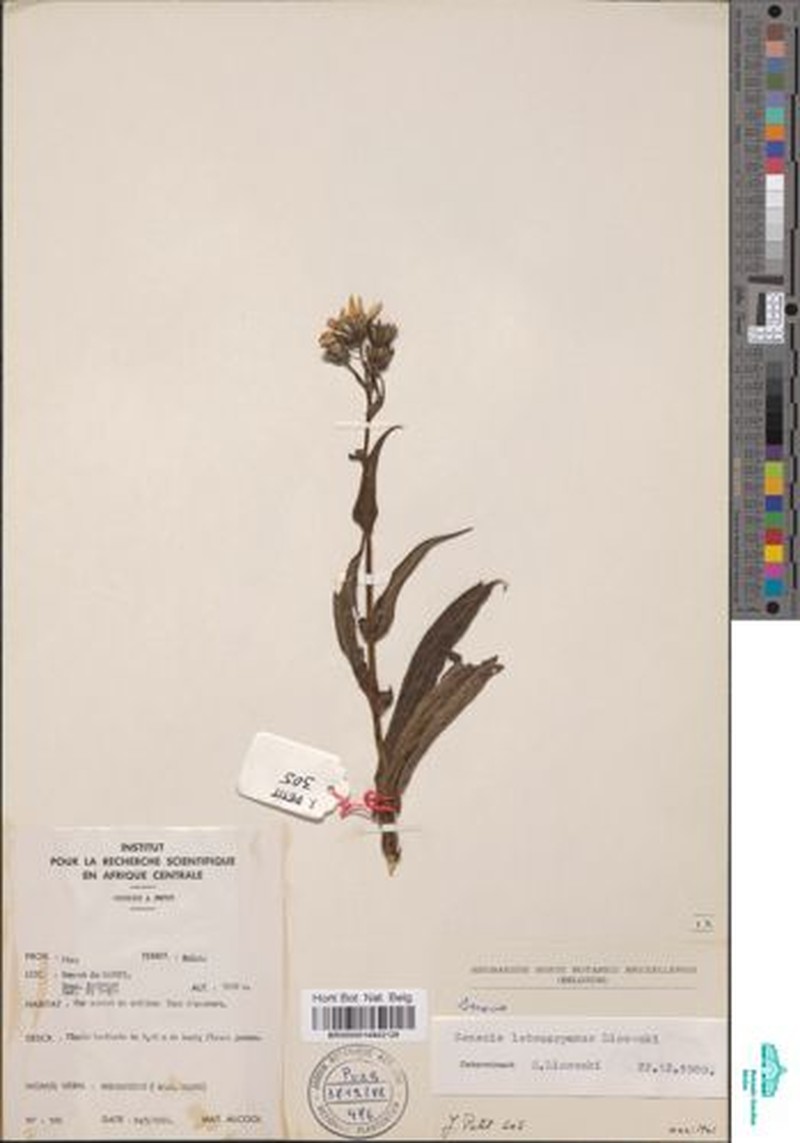 Senecio letouzeyanus