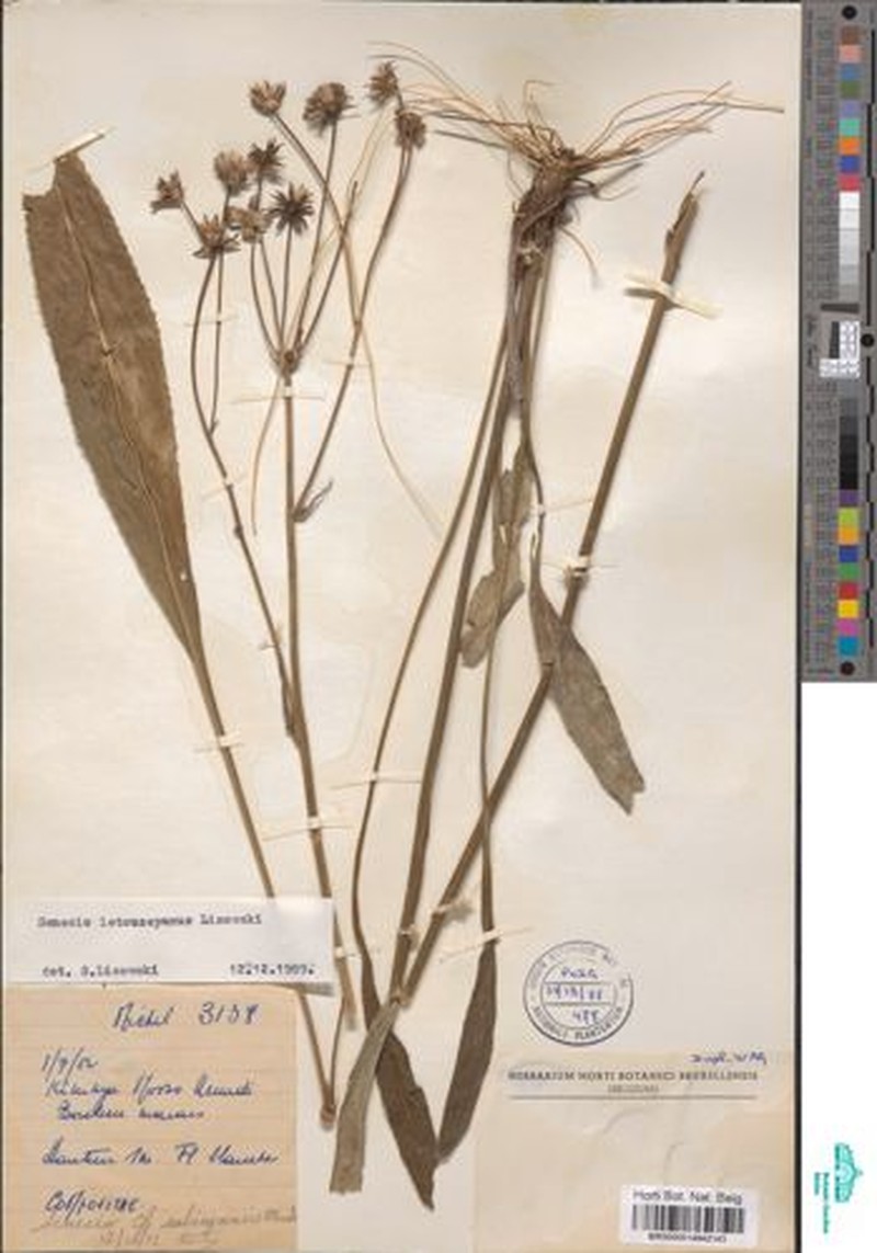 Senecio letouzeyanus photo 3