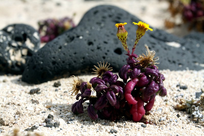 Senecio leucanthemifolius