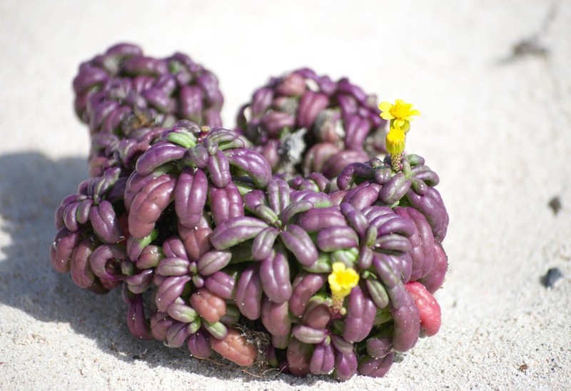 Senecio leucanthemifolius photo 2