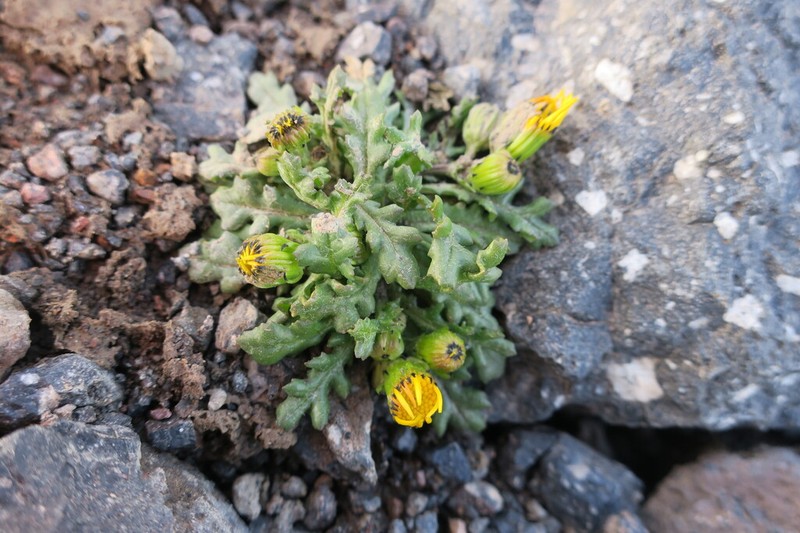 Senecio leucanthemifolius photo 3