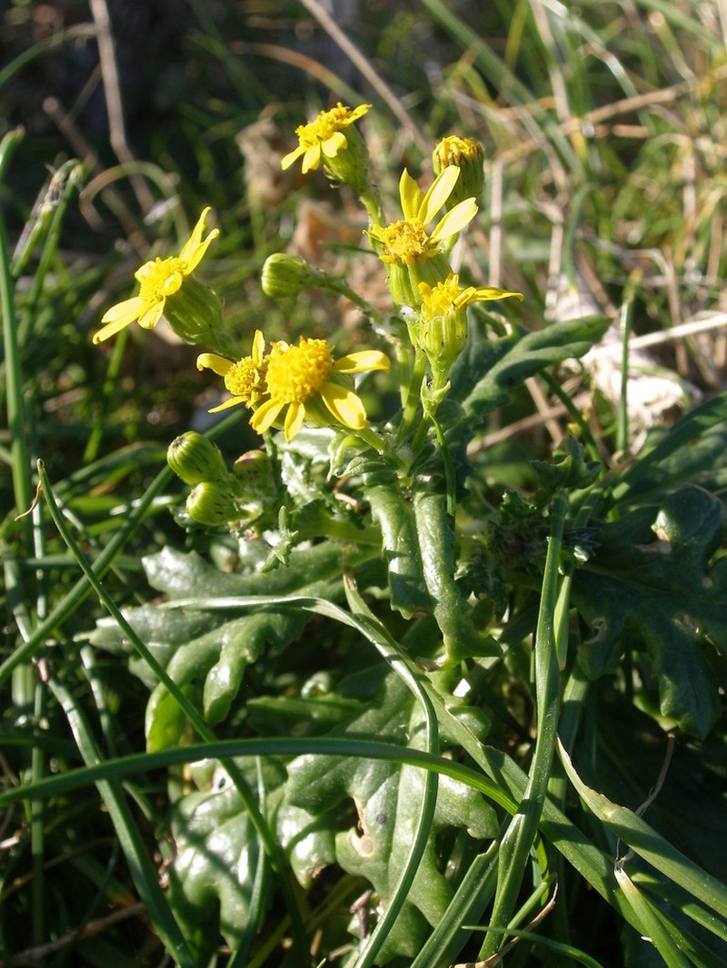 Senecio leucanthemifolius photo 4