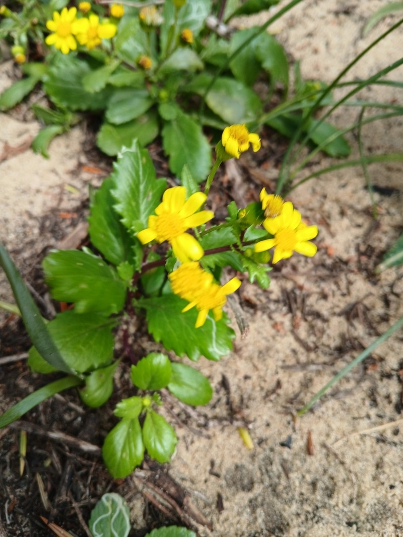 Senecio leucanthemifolius photo 5