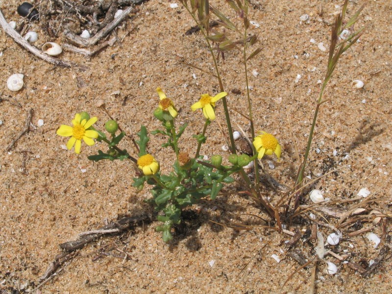 Senecio leucanthemifolius photo 6