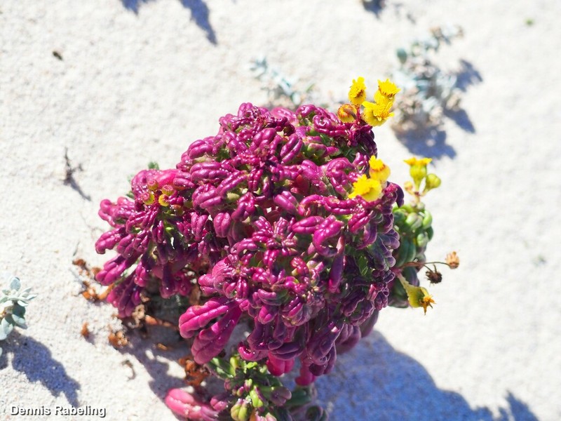 Senecio leucanthemifolius photo 7