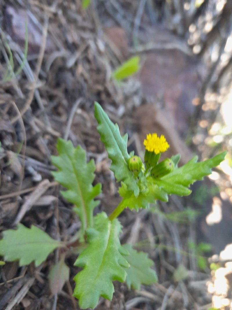 Senecio leucanthemifolius photo 8