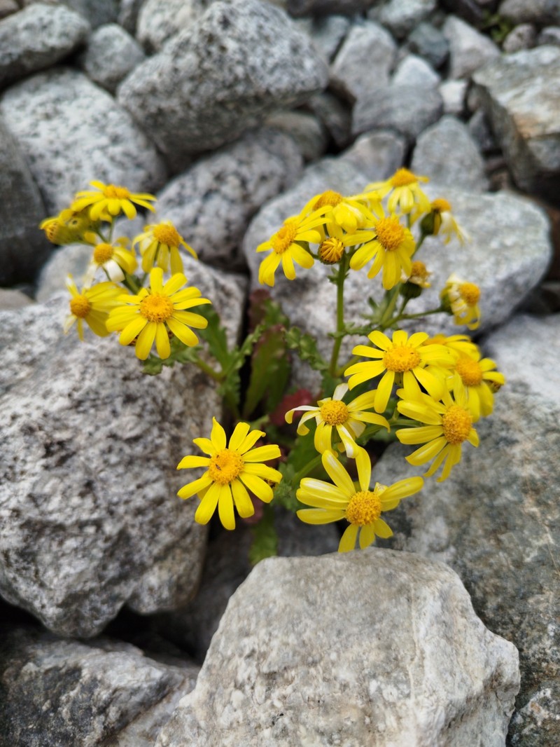 Senecio leucanthemifolius subsp. caucasicus