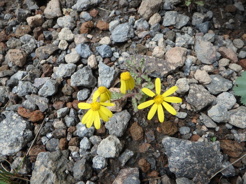 Senecio leucanthemifolius subsp. caucasicus photo 2