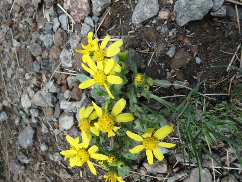 Senecio leucanthemifolius subsp. caucasicus photo 3