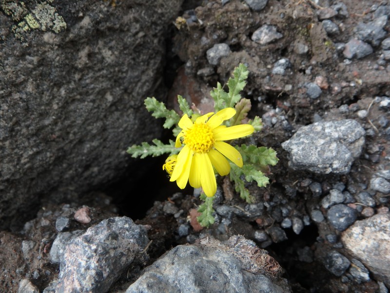 Senecio leucanthemifolius subsp. caucasicus photo 4