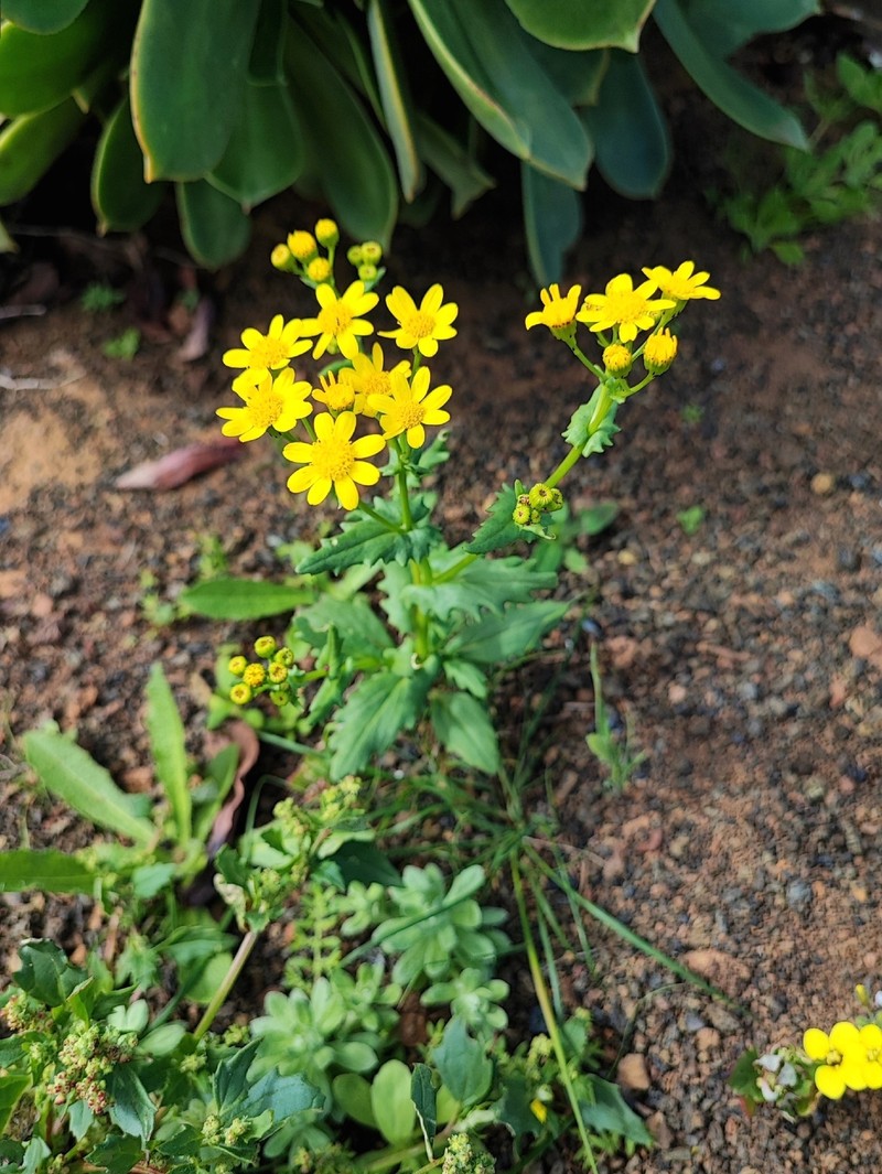 Senecio leucanthemifolius subsp. leucanthemifolius