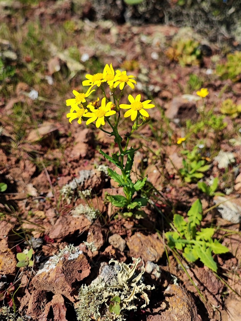 Senecio leucanthemifolius subsp. leucanthemifolius photo 2