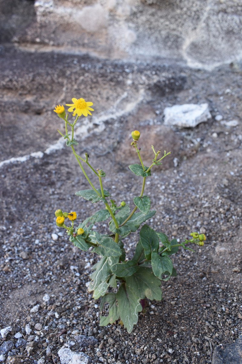 Senecio leucanthemifolius subsp. leucanthemifolius photo 3