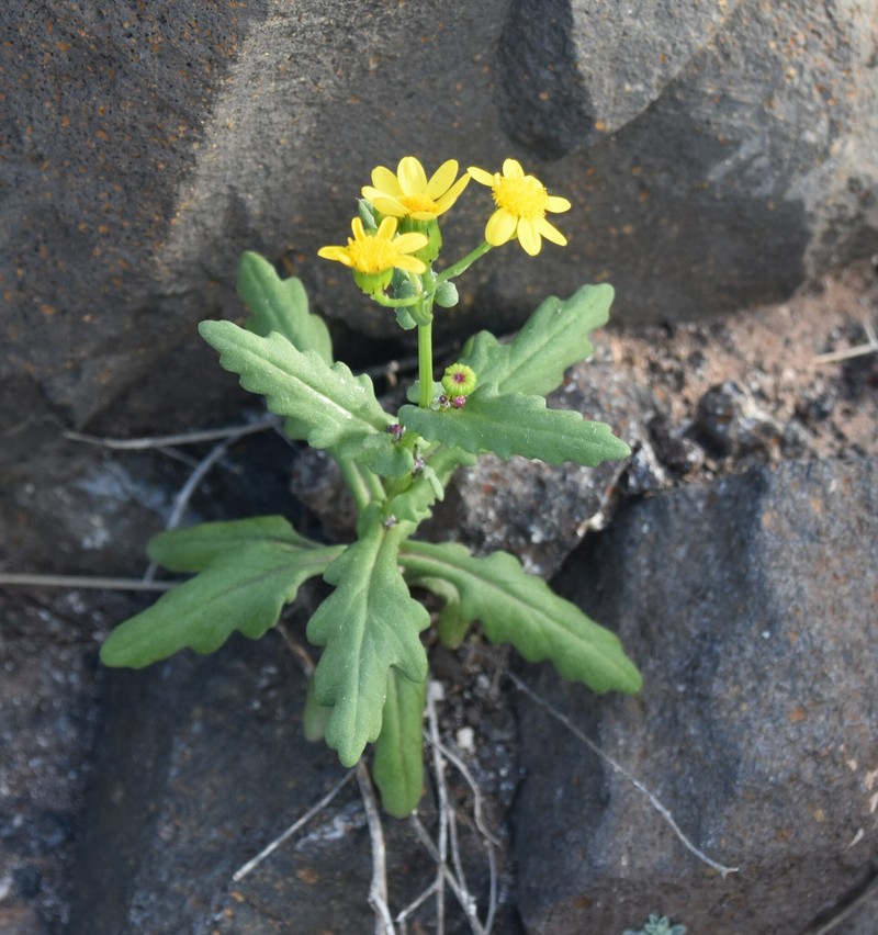 Senecio leucanthemifolius subsp. leucanthemifolius photo 4