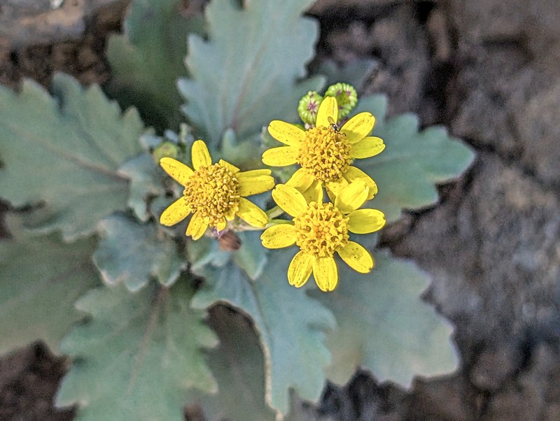 Senecio leucanthemifolius subsp. leucanthemifolius photo 5