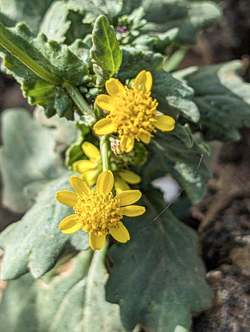 Senecio leucanthemifolius subsp. leucanthemifolius photo 6
