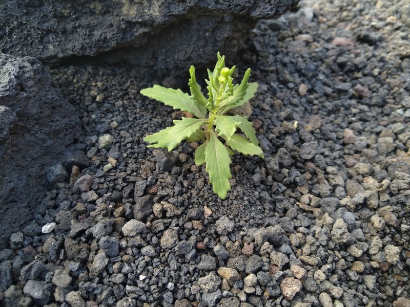 Senecio leucanthemifolius subsp. leucanthemifolius photo 7