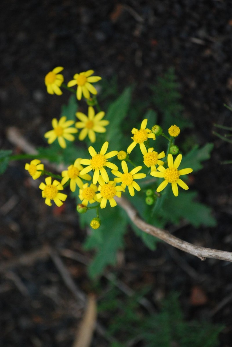 Senecio leucanthemifolius subsp. leucanthemifolius photo 8