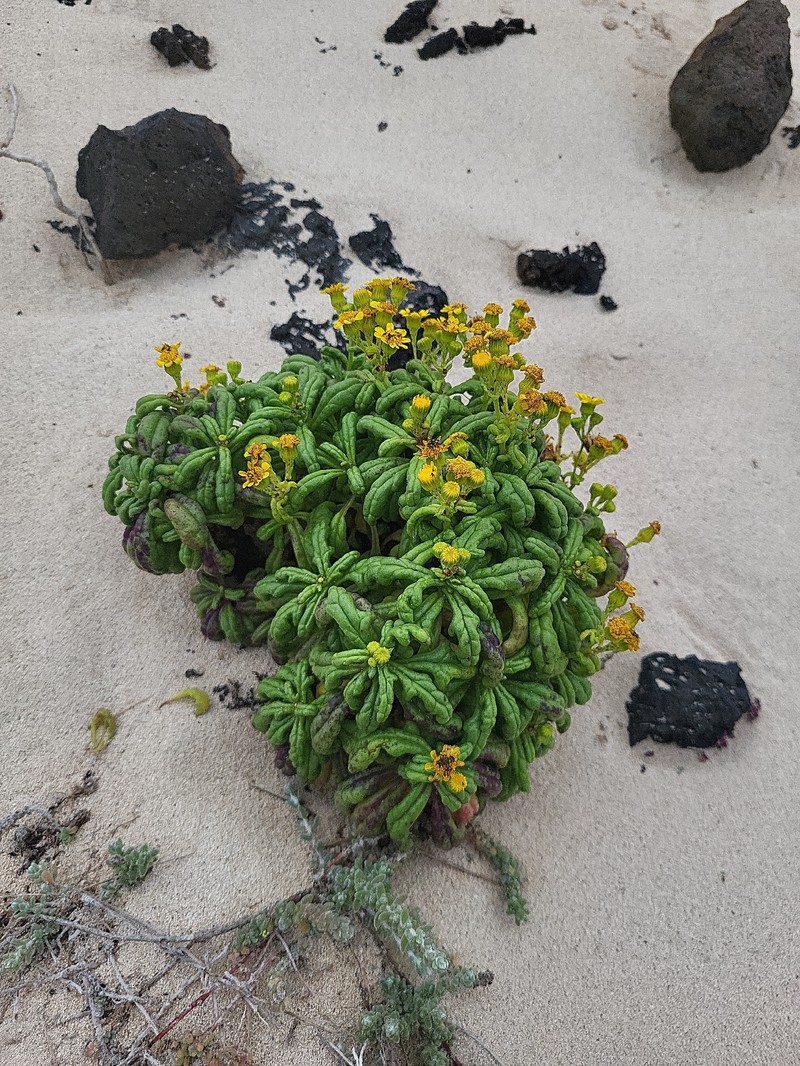 Senecio leucanthemifolius var. falcifolius