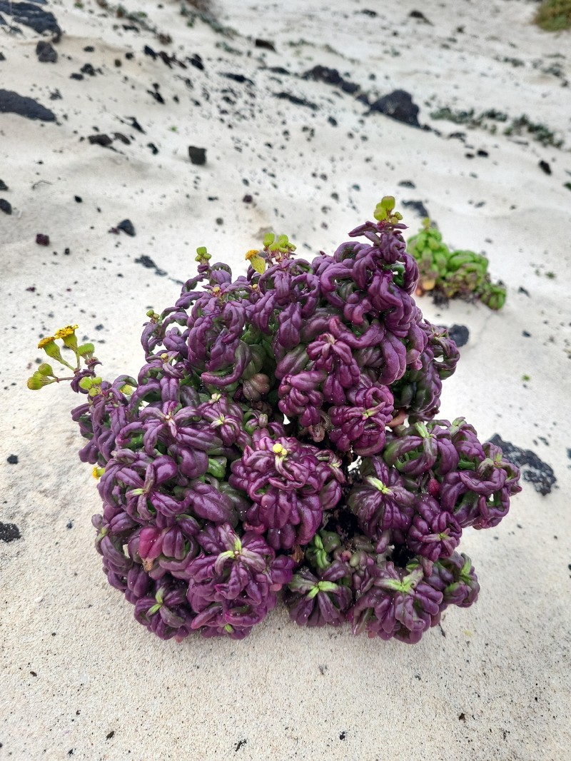 Senecio leucanthemifolius var. falcifolius photo 2