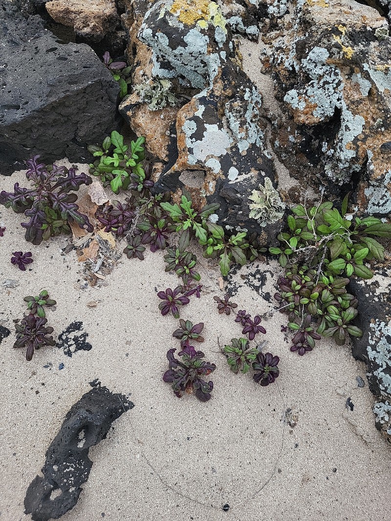 Senecio leucanthemifolius var. falcifolius photo 4