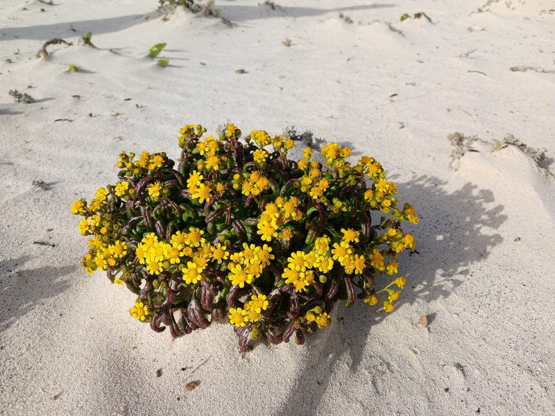 Senecio leucanthemifolius var. falcifolius photo 6