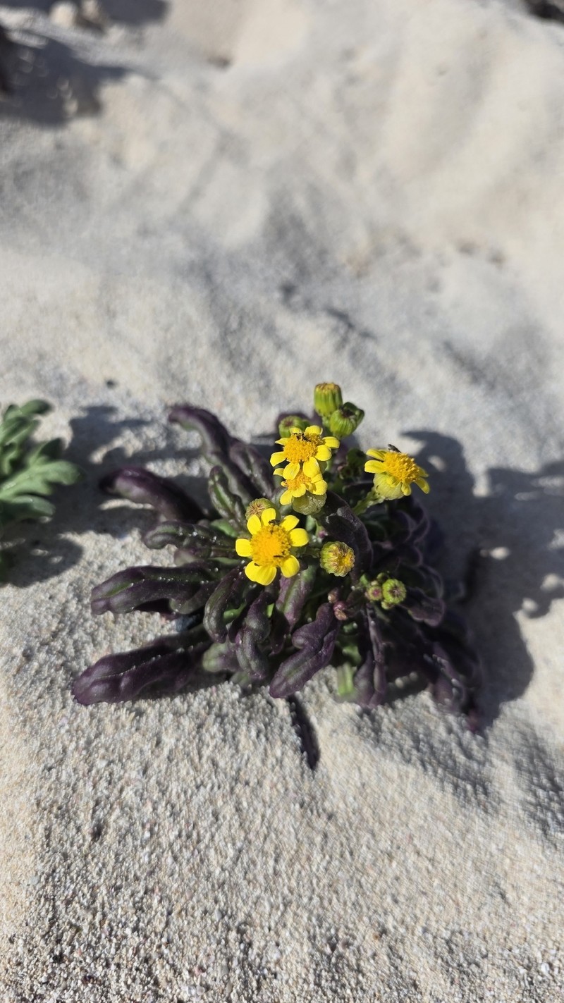 Senecio leucanthemifolius var. falcifolius photo 7