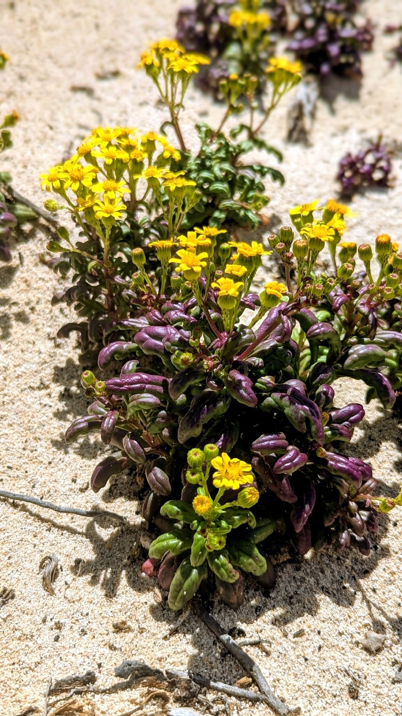Senecio leucanthemifolius var. falcifolius photo 8
