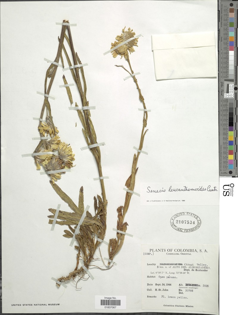 Senecio leucanthemoides